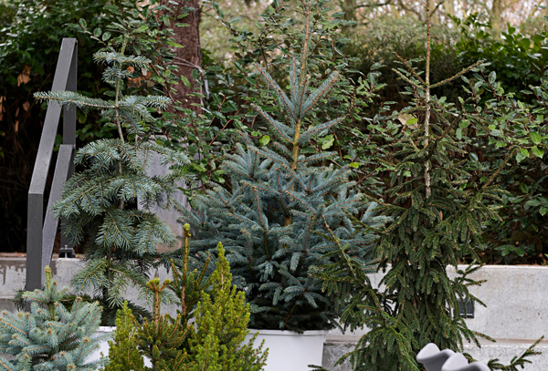Gartenpflanzen Quelle und Foto: pflanzenfreude.de 3