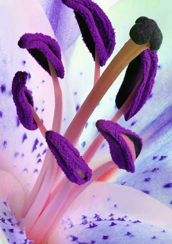 Lieblingsblume Bild 5